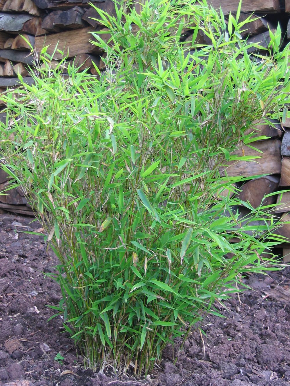 Fargesia denudata Lancaster 1